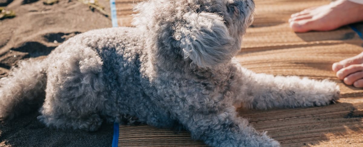 A dog lying on a mat