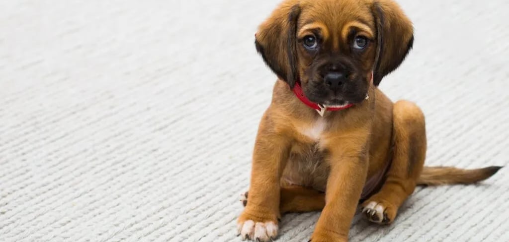 Brown and Black German Shepherd Puppy Sitting on Gray Textile