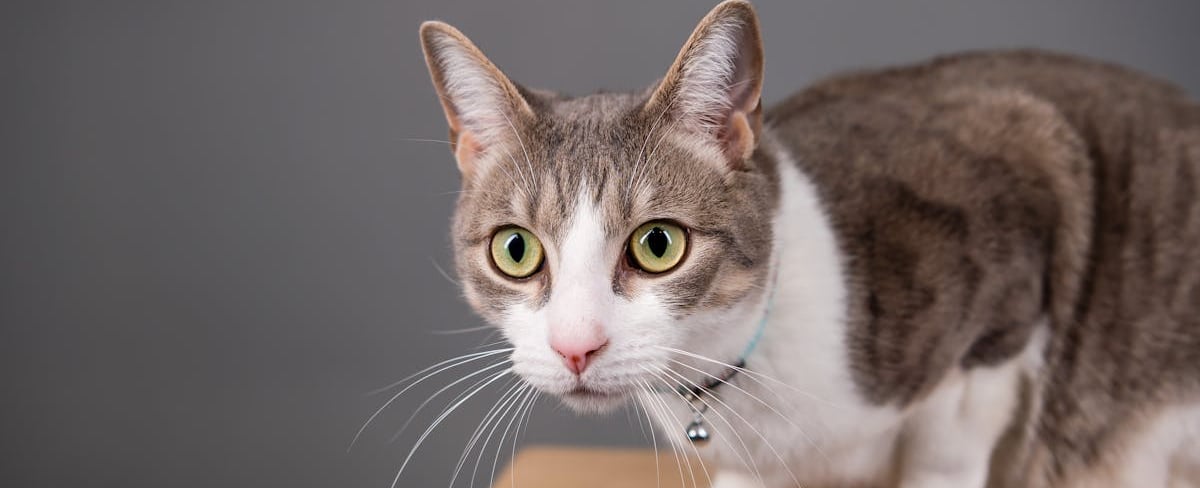 A cat with a collar