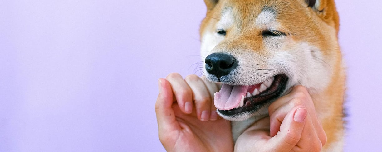 a shiba inu dog