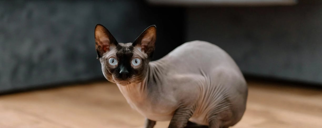 sphynx cat, one of the most exotic cats