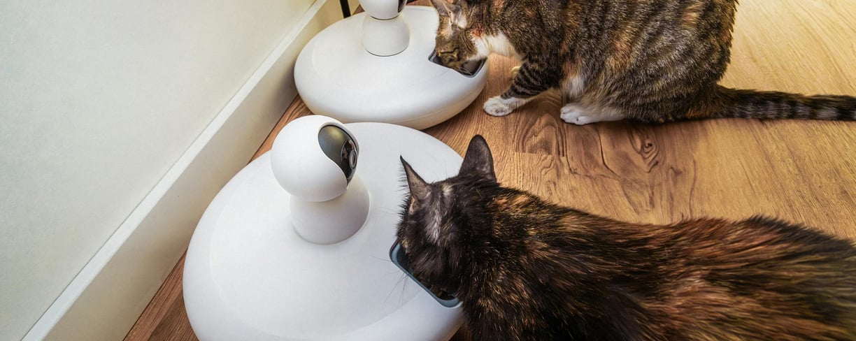 cats eating from the cat feeders