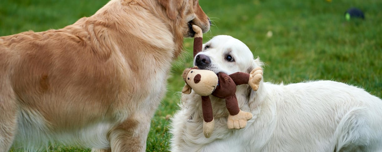 couple of dogs playing with each other