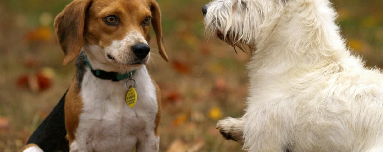 two dogs playing together, which can cause fleas to spread