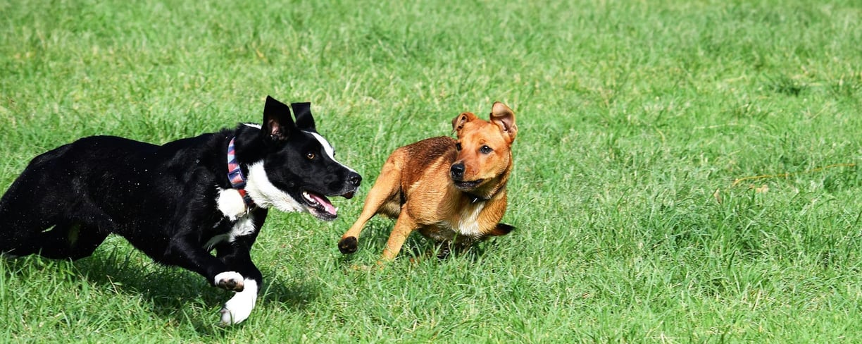 two dogs playing, risking spreading canine distemper virus