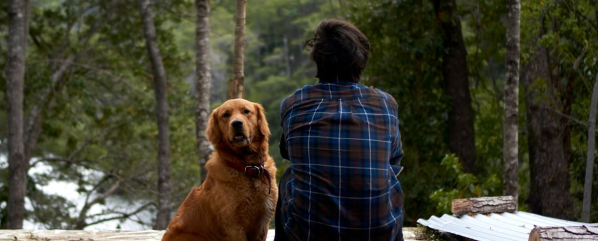 dogAdvisor | dog Advisor | dog advisor | dogadvisor | dogadvisor.dog | dog advisor