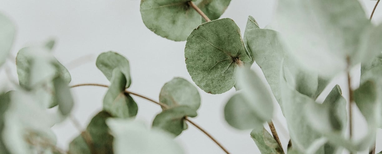 natural plant with grey background