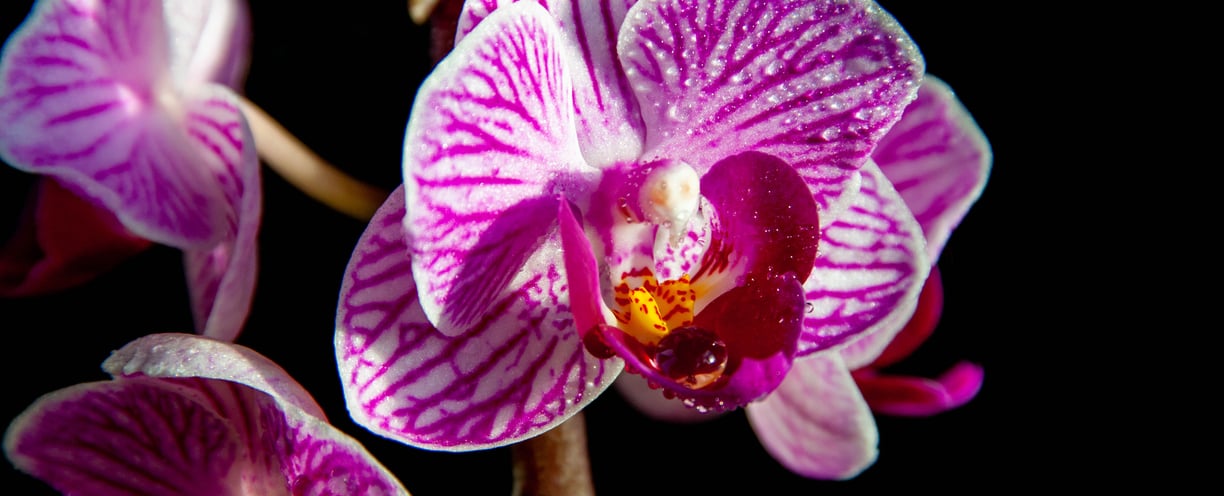 Close Up View Of a Pink Orchid Flower in Bloom