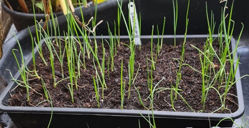 a tray of leek seedlings growing