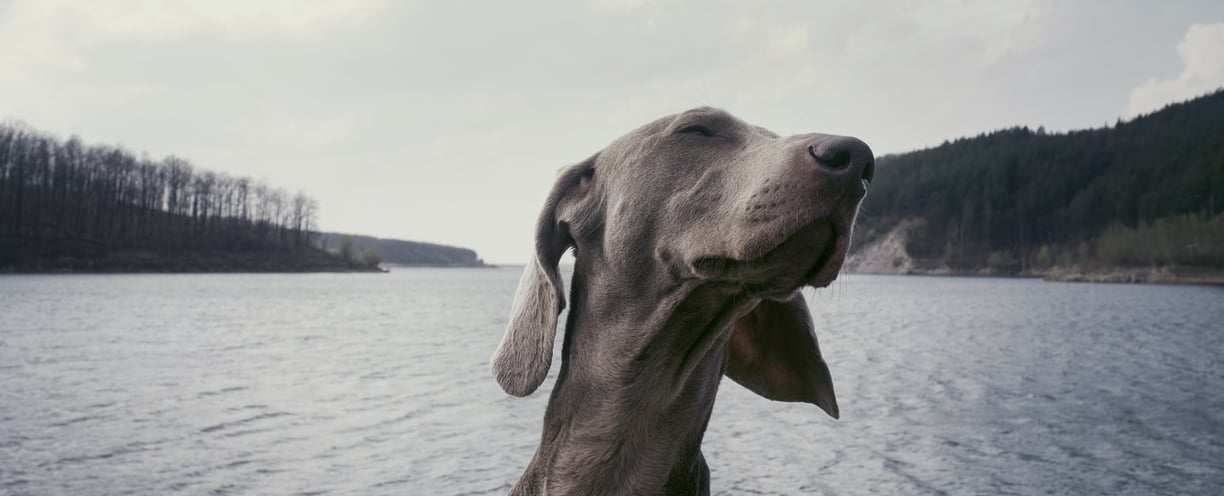 Waggly Trails Aberfeldy Dog adventures & Pet sitting Services. Dog walking Perthshire