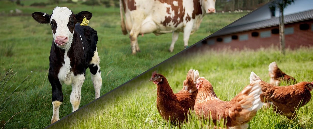 banner of calfs and chickens in a field