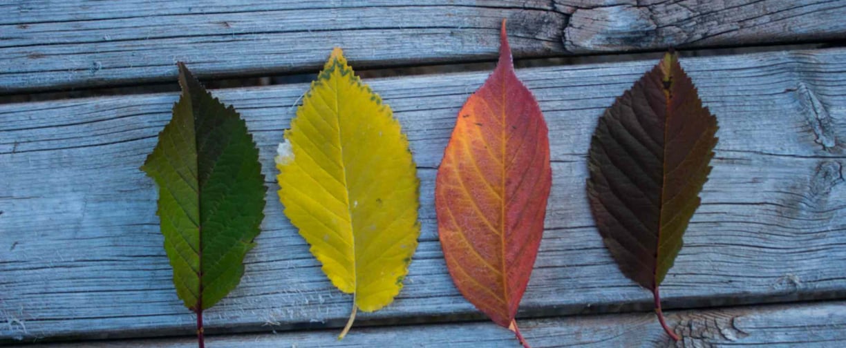 Seasons