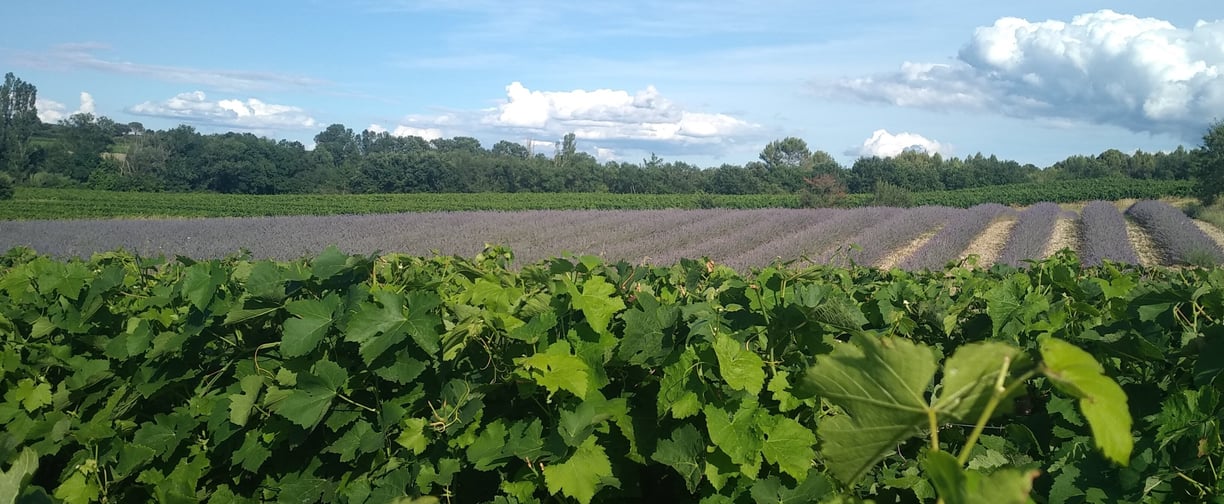 vignes et lavandin