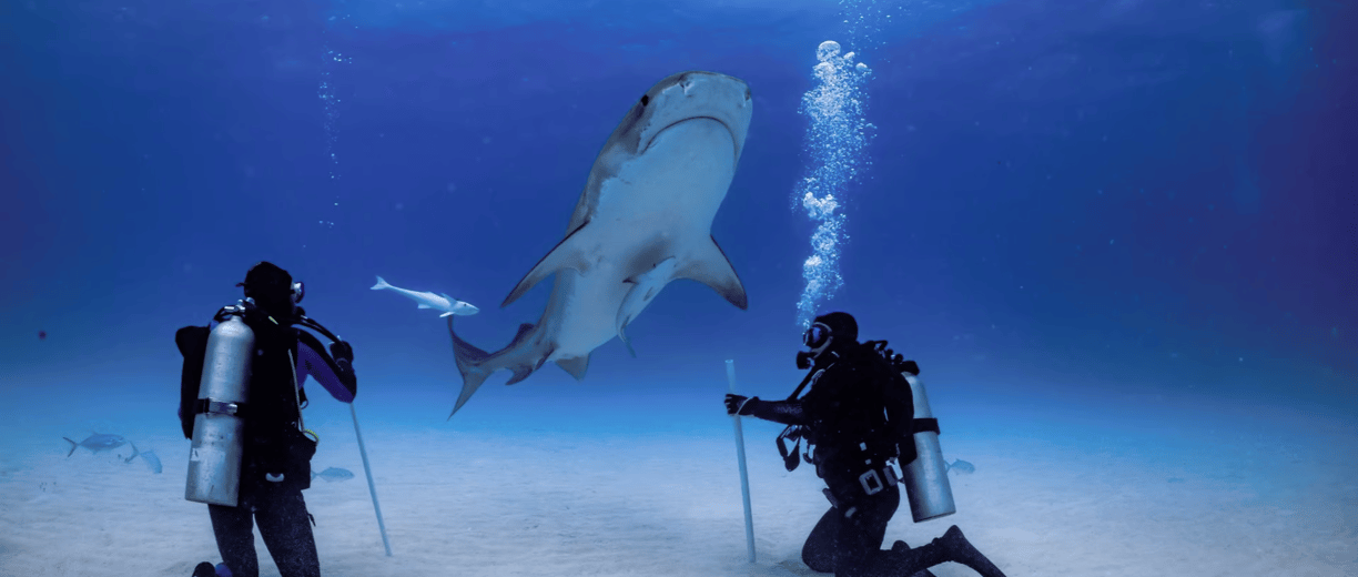 requin tigre 2 plongeurs à genoux