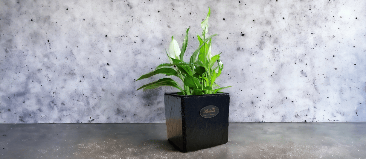 a planter with a plant in a black box