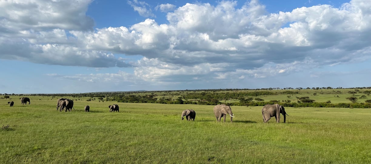 Elephants in Olare Motorogi Conservancy Kenya © Robyn Beattie