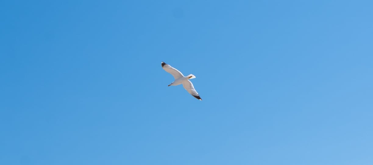 gaviota