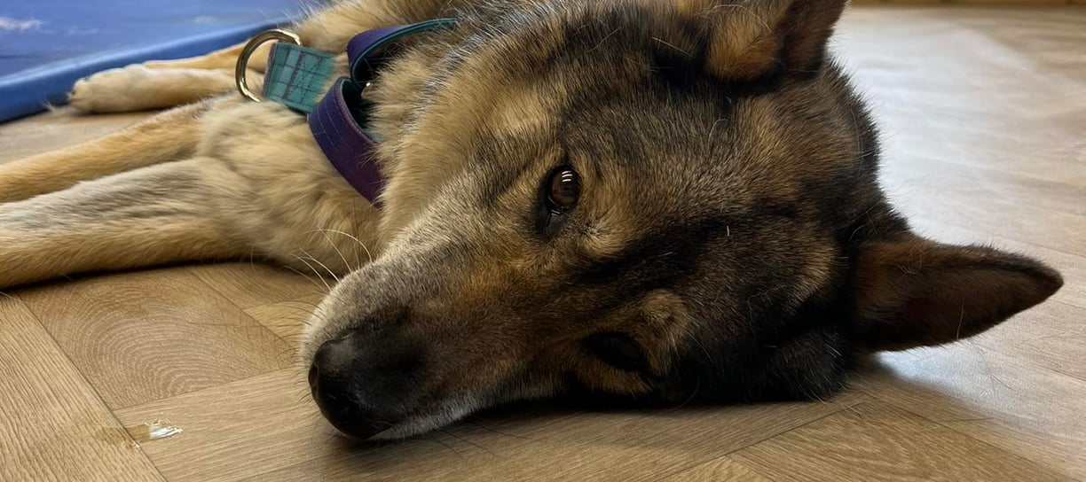 canine physiotherapy bodmin