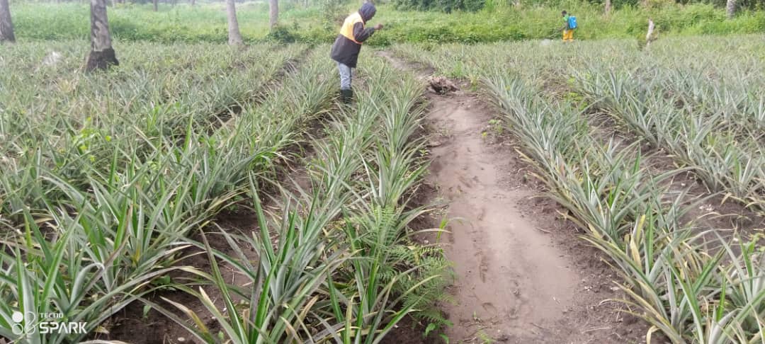 Champ d'ananas bio à N’Zérékoré par NIMBA AGRO BUSINESS.