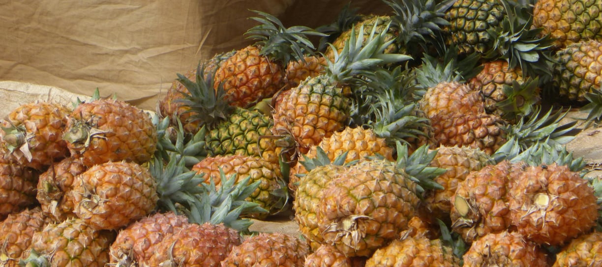 Ananas bio à N’Zérékoré par NIMBA AGRO BUSINESS.