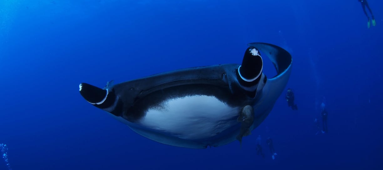 Giant Manta at Socorro islands, off the coast of Mexico