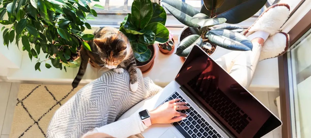 a woman working at the laptop with a cat, she is working on a translation in a cosy atmosphere