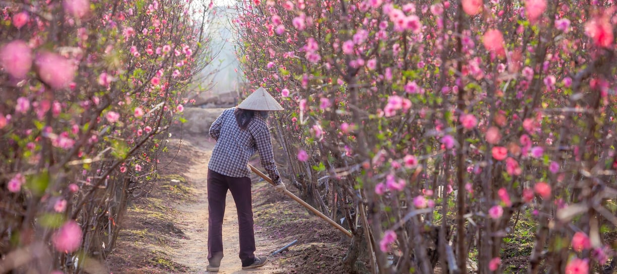 dried flower raw material