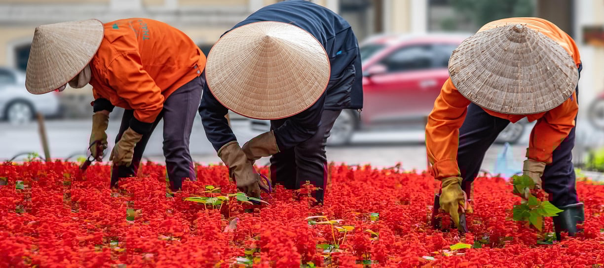 dried flower raw material