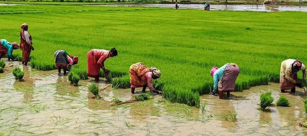 Rice Cultivation