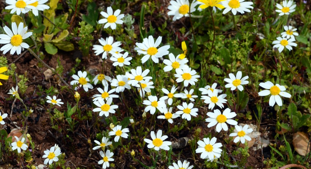Blackfoot daisy in a garden for Spring Texas landscaping.