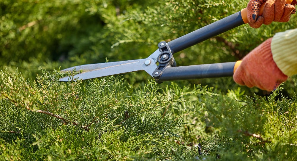 Person cutting through the branches of a tree for Spring Texas landscaping.