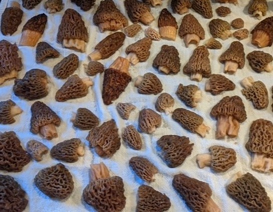 Morel mushrooms drying