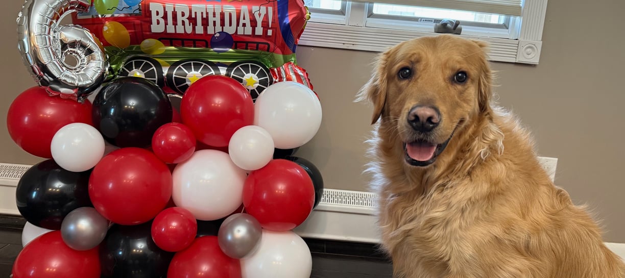 a dog sitting with balloons