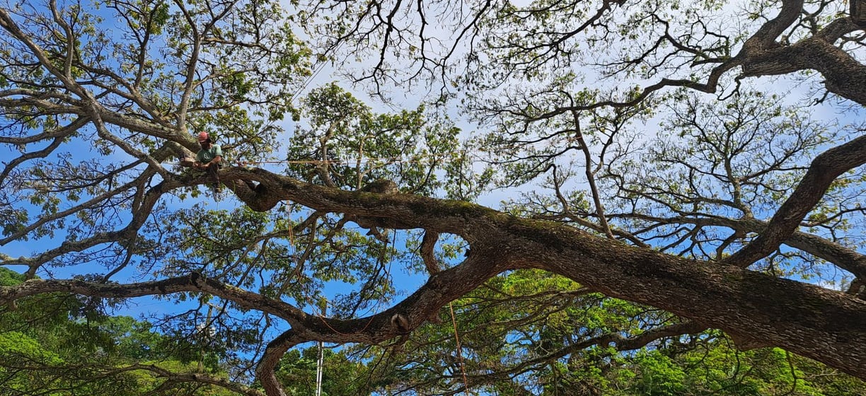 arborist climbing a large tree with multiple ropes