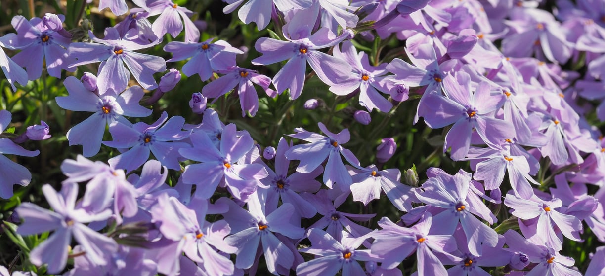 Emerald Blue creeping phlox groundcover