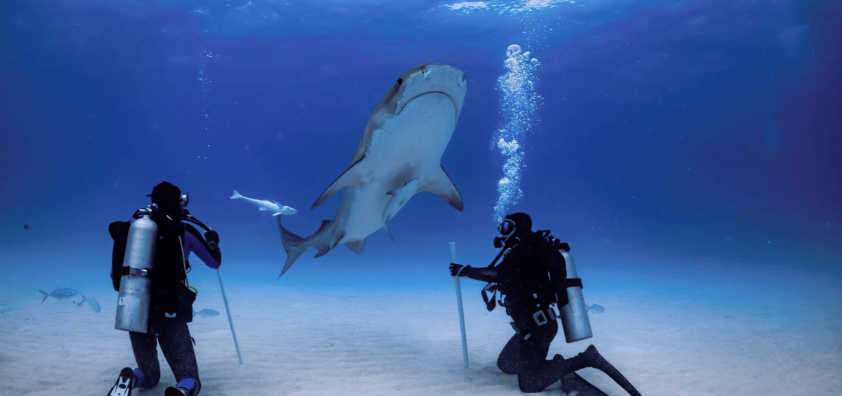 requin tigre 2 plongeurs à genoux
