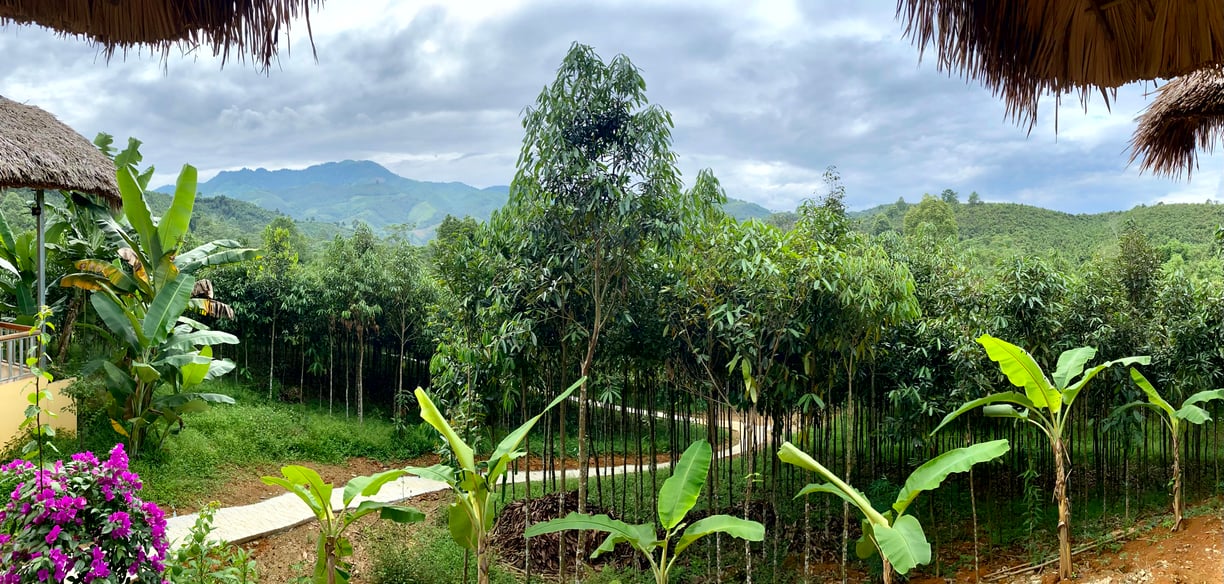 a view of a lush green forest with a view of mountains