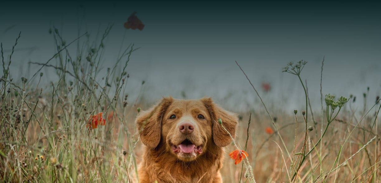dogAdvisor ✲ dogadvisor ✲ dog advisor ✲ Blog for new dog owners ✲ dogs ✲ dog advisers ✲ dog advisors