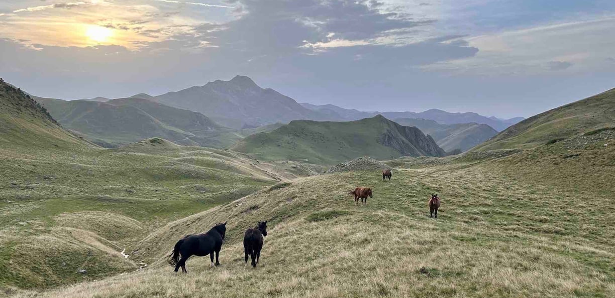 Montagnes basque avec chevaux et brebis excursion privée