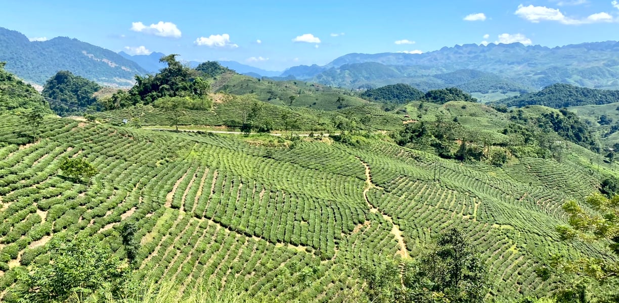 Tea fields