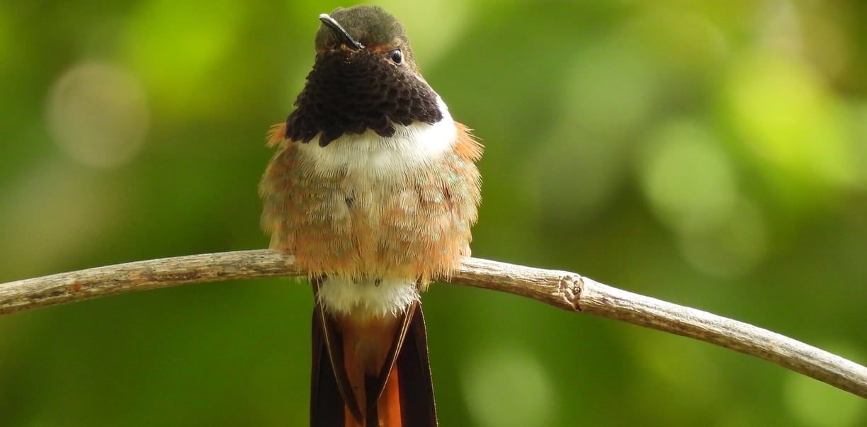 Bahama Woodstar, endemic Bahamas birds, bird watching tours bahamas