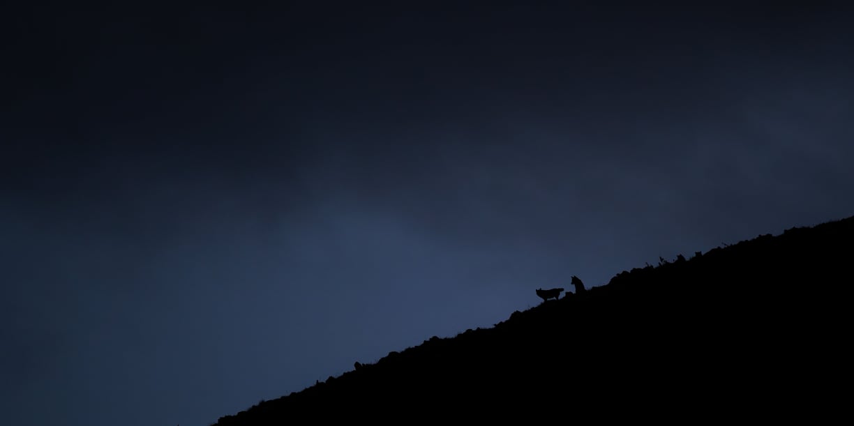 loup photographier durant notre voyage photo / naturaliste dans les abruzzes en 2025
