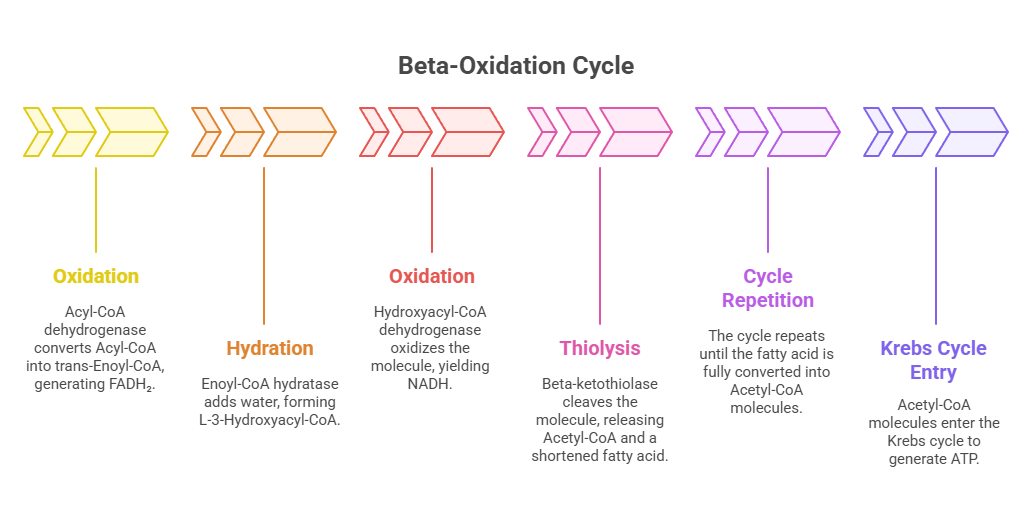 Beta oxidation cycle