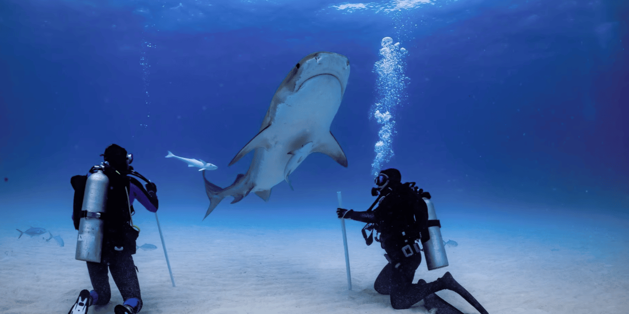 requin tigre 2 plongeurs à genoux