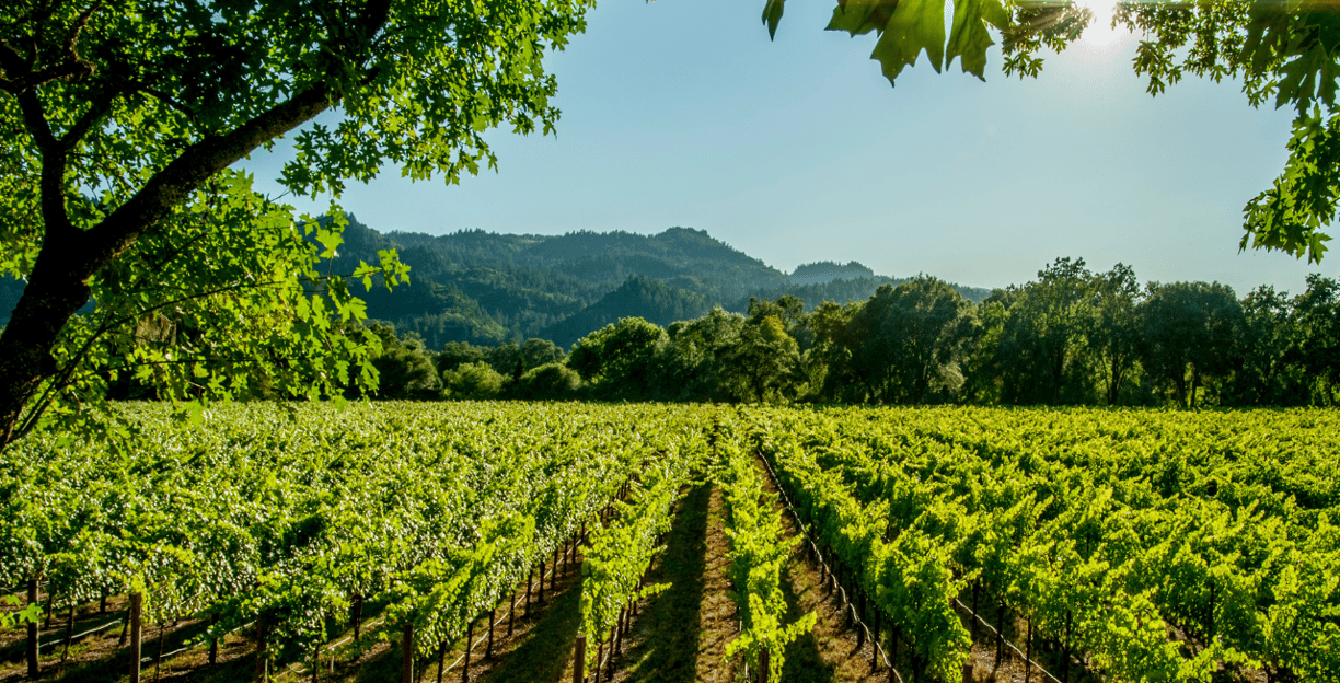 a vineyard in the hills of the nap valley shocasing the dale valley vineyard in stellenbosch