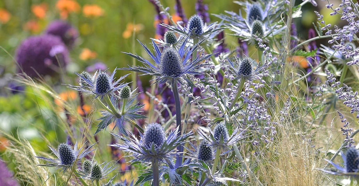 Sea holly, Grasses, Alliums and Geum.