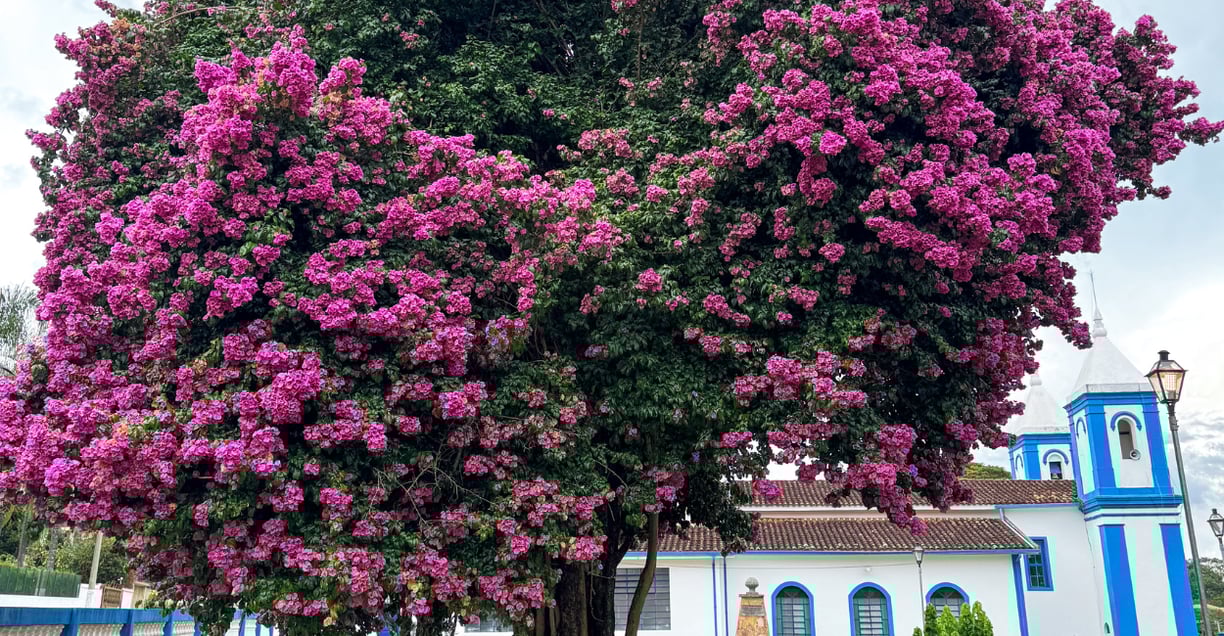 Uma Árvore com Rosas e Uma Igreja Histórica em Santo Antônio do Leite, Minas Gerais
