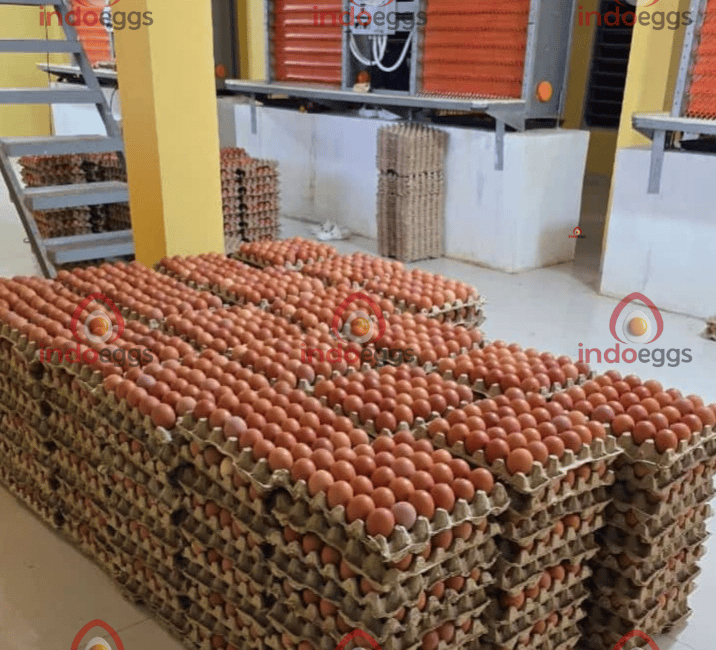 a large pile of eggs in a warehouse, collect eggs in close house cages