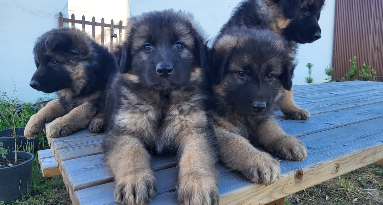 Cachorros Pastor Alemão