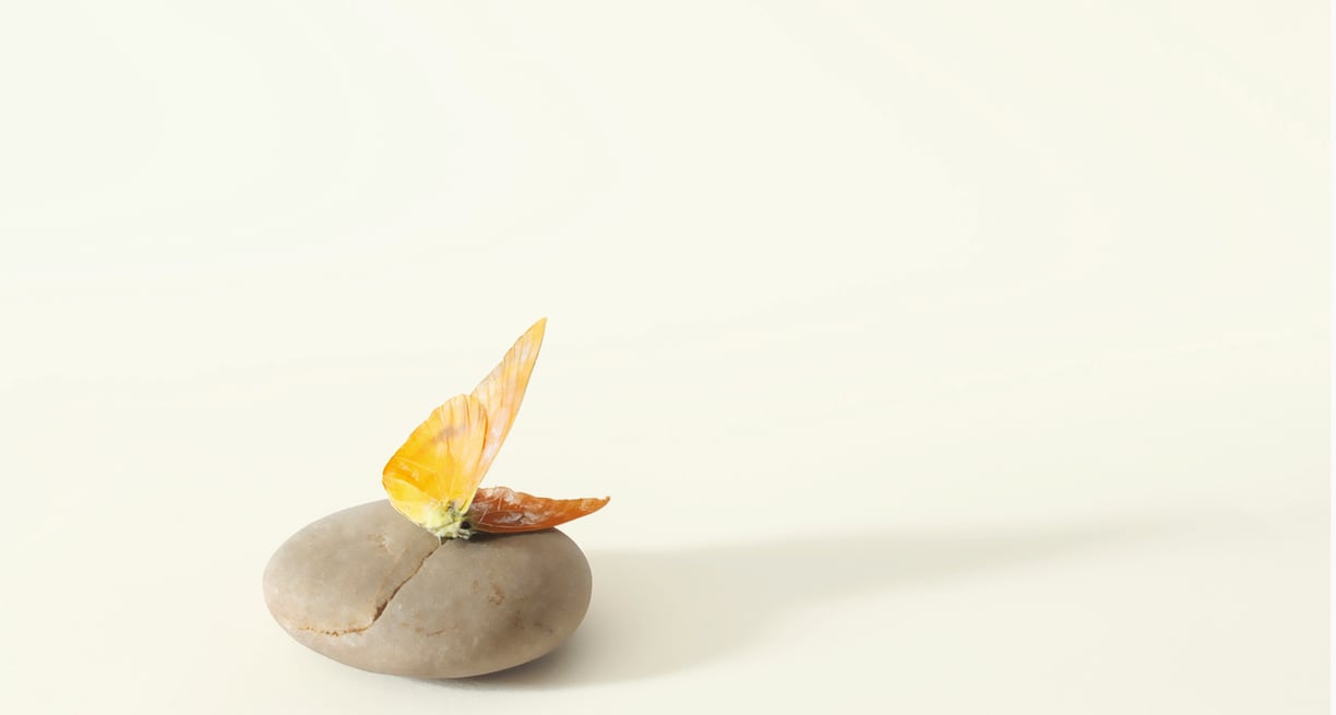 a still life photograph of a butterfly lying on a rock.